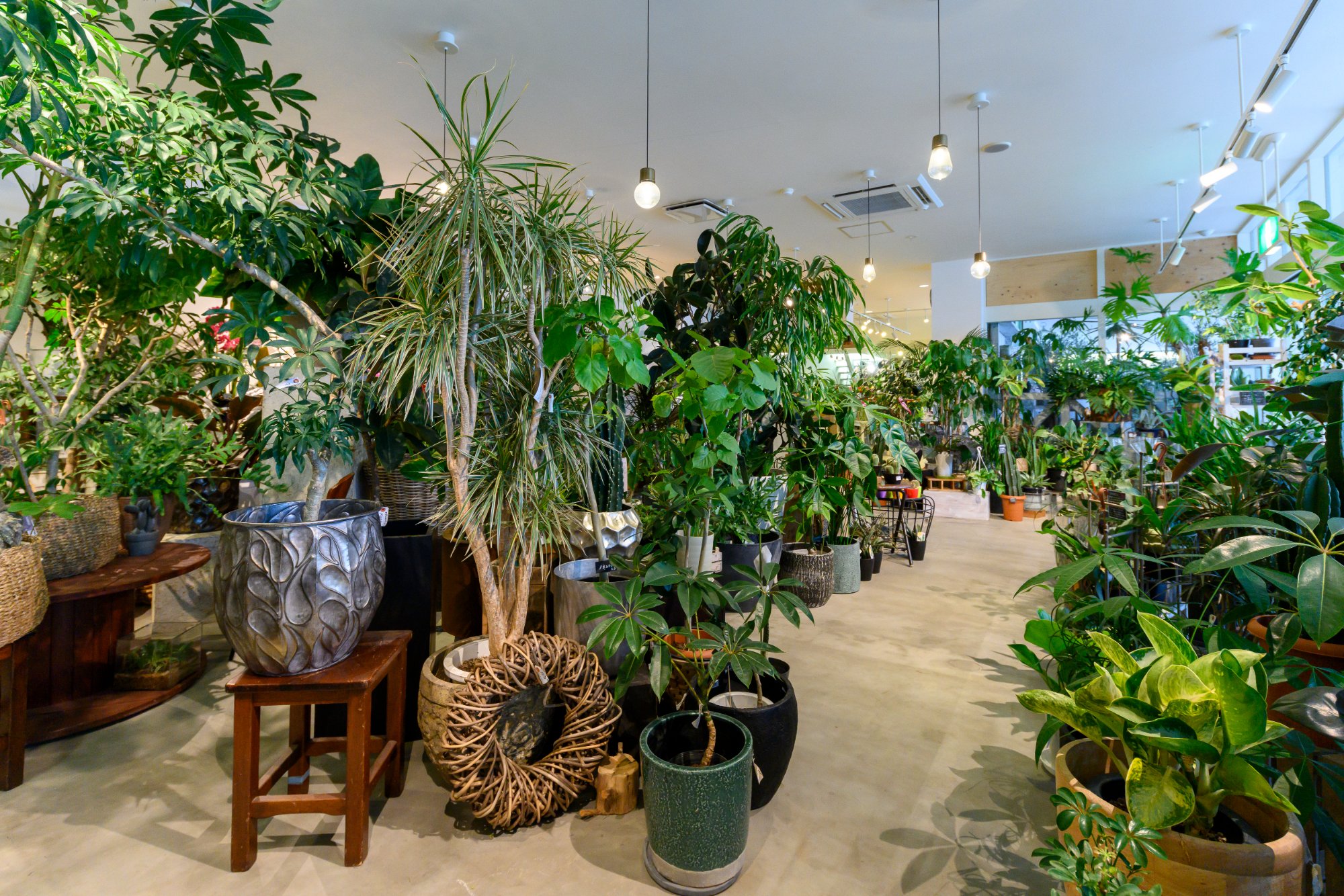 観葉植物の品揃えも豊富